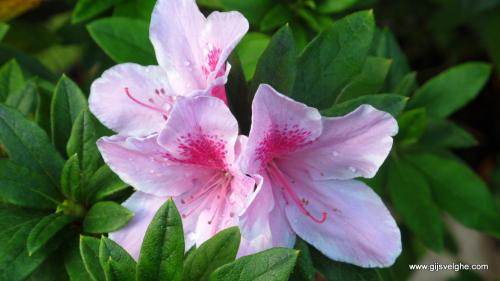 Gijs Velghe | Malaysia