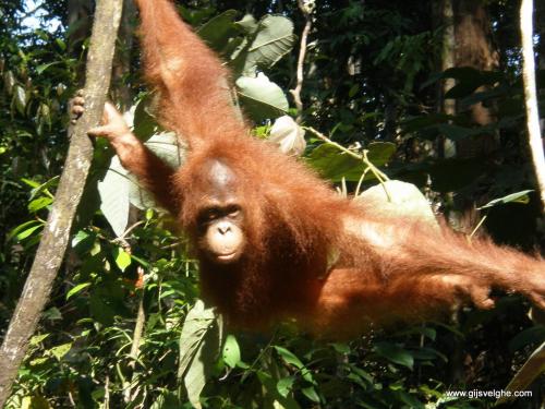 Gijs Velghe | Malaysia