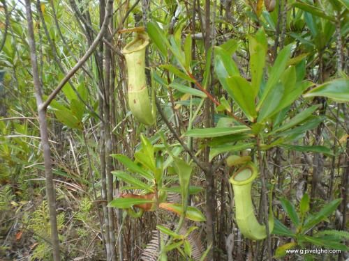 Gijs Velghe | Malaysia