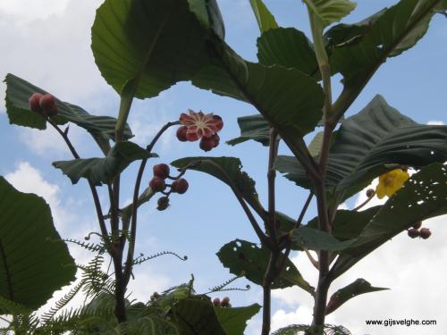 Gijs Velghe | Malaysia