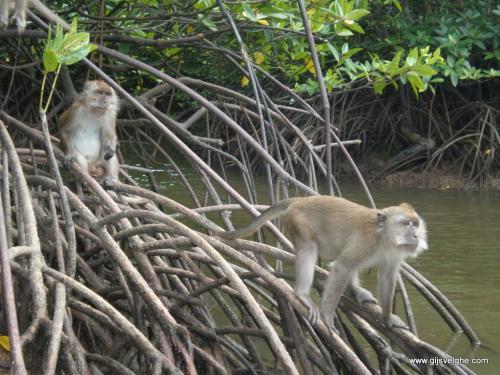 Gijs Velghe | Malaysia