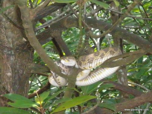 Gijs Velghe | Malaysia