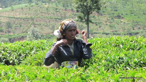 picture by Gijs Velghe